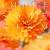 Spitfire Audio Impressionism